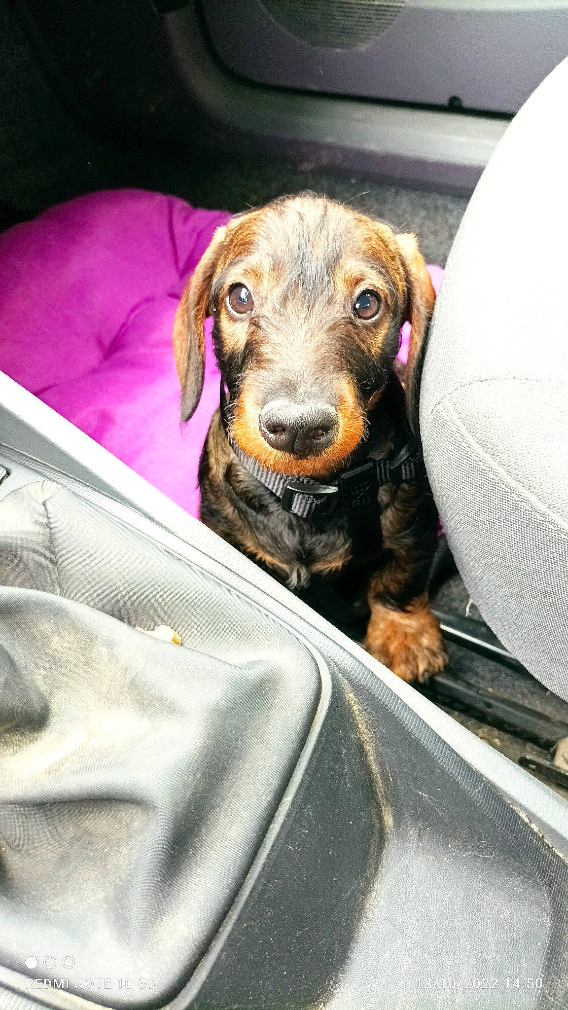 Lulu a rejoint le concours — aidez-le/la à gagner de superbes lots ! canidae, carnivore, comfort, companion_dog, dog, dog_breed, ear, fawn, fur, hunting_dog, liver, pet_supply, puppy, snout, sporting_group, toy_dog, vehicle_door, whiskers, windshield, working_animal