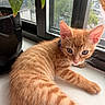 Brunson is registered to the contest to win money with this photo: animal, cat, closeup, curious, daylight, domestic, feline, fur, ginger_cat, indoor, kitten, leaf, pet, plant, pot, resting, striped, window, windowsill, young