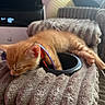 Brunson joined the competition — help win amazing prizes! blanket, cat, closeup, collar, cozy, cute, domestic_animal, feline, fur, household, indoor, kitten, nap, orange_fur, paw, pet, relaxation, resting, sleeping, soft_texture