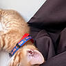 animal, blue_collar, cat, closeup, collar, cute, domestic_cat, ear, fabric, fur, indoor, kitten, orange_tabby, pet, purple_fabric, red_collar, resting, sleeping, whiskers, white_surface