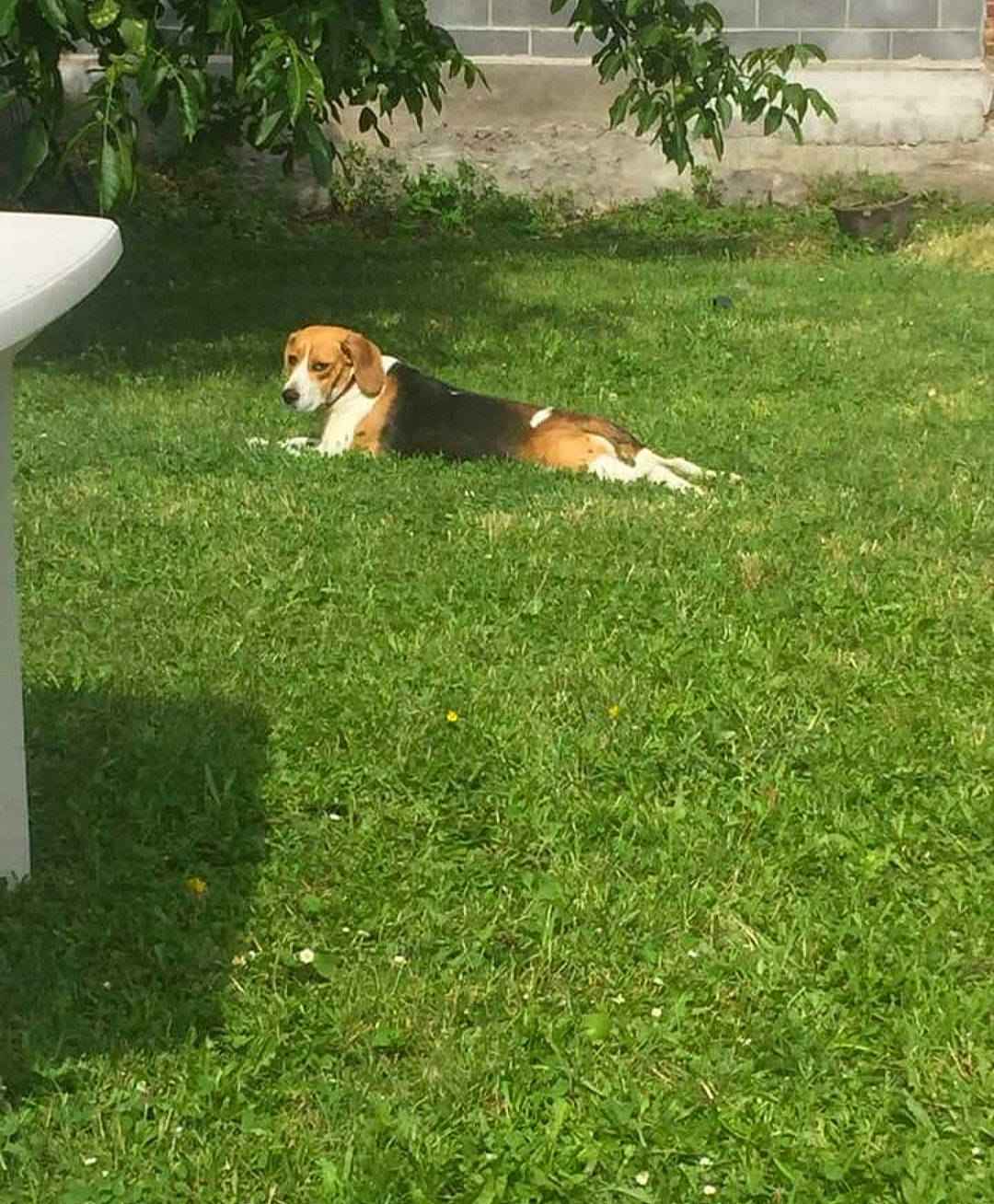 Laska a rejoint le concours — aidez-le/la à gagner de superbes lots ! canidae, carnivore, companion_dog, dog, dog_breed, fawn, flooring, grass, grassland, groundcover, landscape, landscaping, lawn, outdoor_furniture, plant, shade, shrub, sporting_group, tail, tints_and_shades