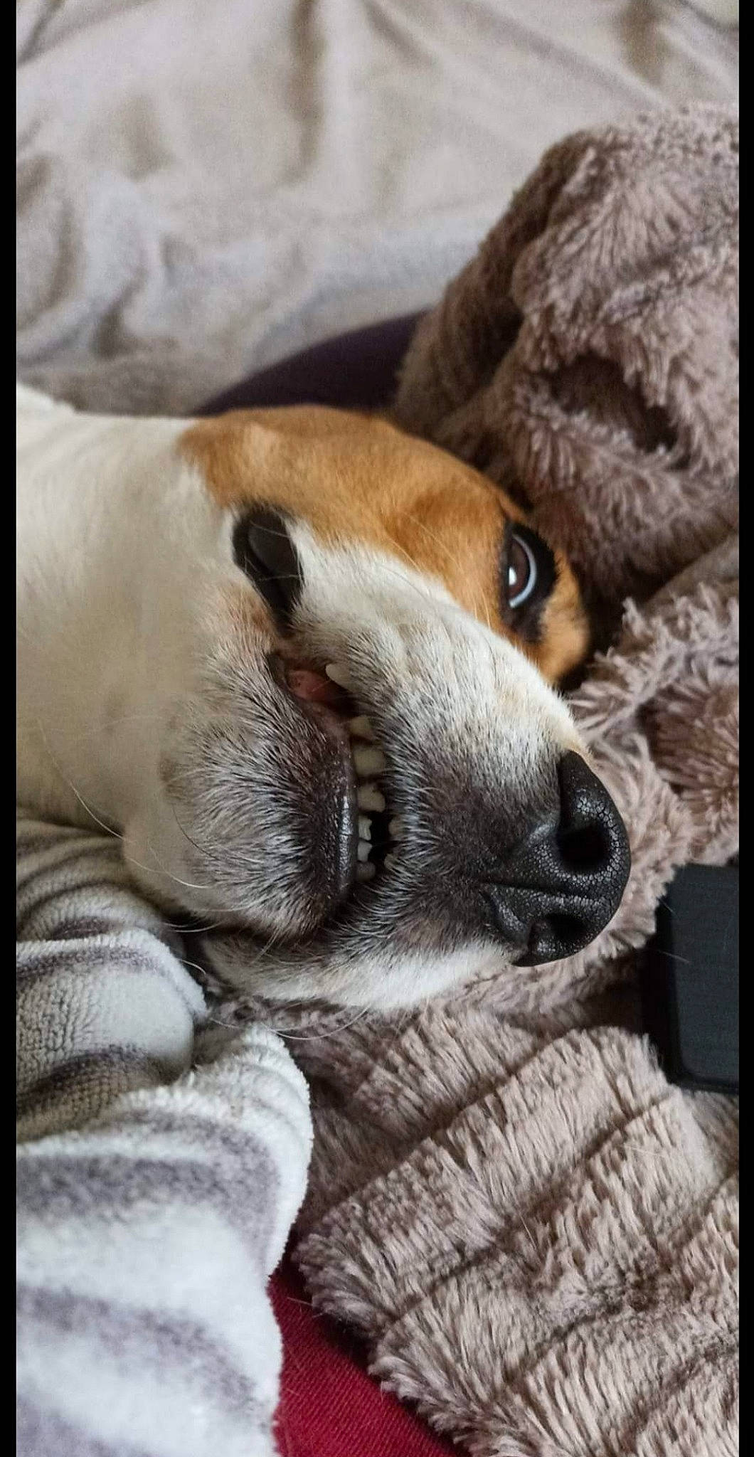 Laska a rejoint le concours — aidez-le/la à gagner de superbes lots ! canidae, carnivore, claw, comfort, companion_dog, dog, dog_breed, fawn, fur, linens, nap, non_sporting_group, paw, puppy, sleep, snout, sporting_group, terrestrial_animal, whiskers, wood