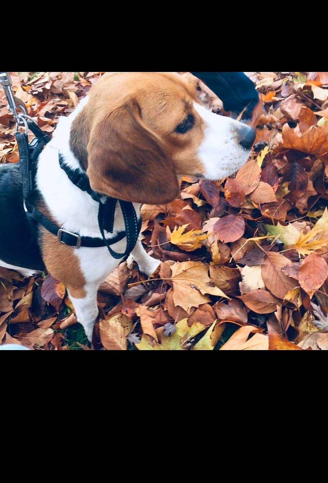 Laska a rejoint le concours — aidez-le/la à gagner de superbes lots ! autumn, carnivore, companion_dog, dog, dog_breed, fawn, grass, hound, metal, paw, pet_supply, photo_caption, plant, scent_hound, snout, sporting_group, wood, working_animal