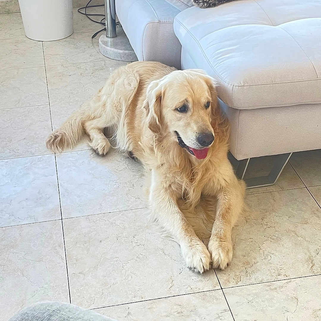 Sully a rejoint le concours — aidez-le/la à gagner de superbes lots ! dog, golden_retriever, pet, animal, lying_down, crossed_paws, open_mouth, tongue, happy, indoor, living_room, tile_floor, sofa, couch, pillows, plush_toy, lamp, home, furniture, portrait