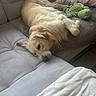 dog, golden_retriever, sleeping, lying_down, relaxed, couch, sofa, blanket, stuffed_toy, green_toy, pillow, pink_pillow, living_room, indoor, home, cozy, fur, pet, resting, portrait