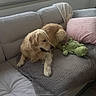 Sully a rejoint le concours — aidez-le/la à gagner de superbes lots ! dog, golden_retriever, pet, animal, lying_down, sitting, couch, sofa, blanket, toy, crocodile_toy, living_room, window, marina, boats, water, indoors, home, relaxed, daylight