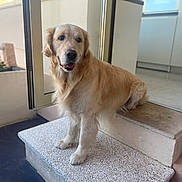 Sully participe au concours pour gagner de l'argent avec cette photo : golden_retriever, dog, pet, animal, canine, fluffy, golden_fur, happy, smiling, open_mouth, portrait, standing, doorway, doorstep, stairs, balcony, indoor_outdoor, natural_light, home, photography