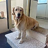 golden_retriever, dog, pet, animal, canine, fluffy, golden_fur, happy, smiling, open_mouth, portrait, standing, doorway, doorstep, stairs, balcony, indoor_outdoor, natural_light, home, photography