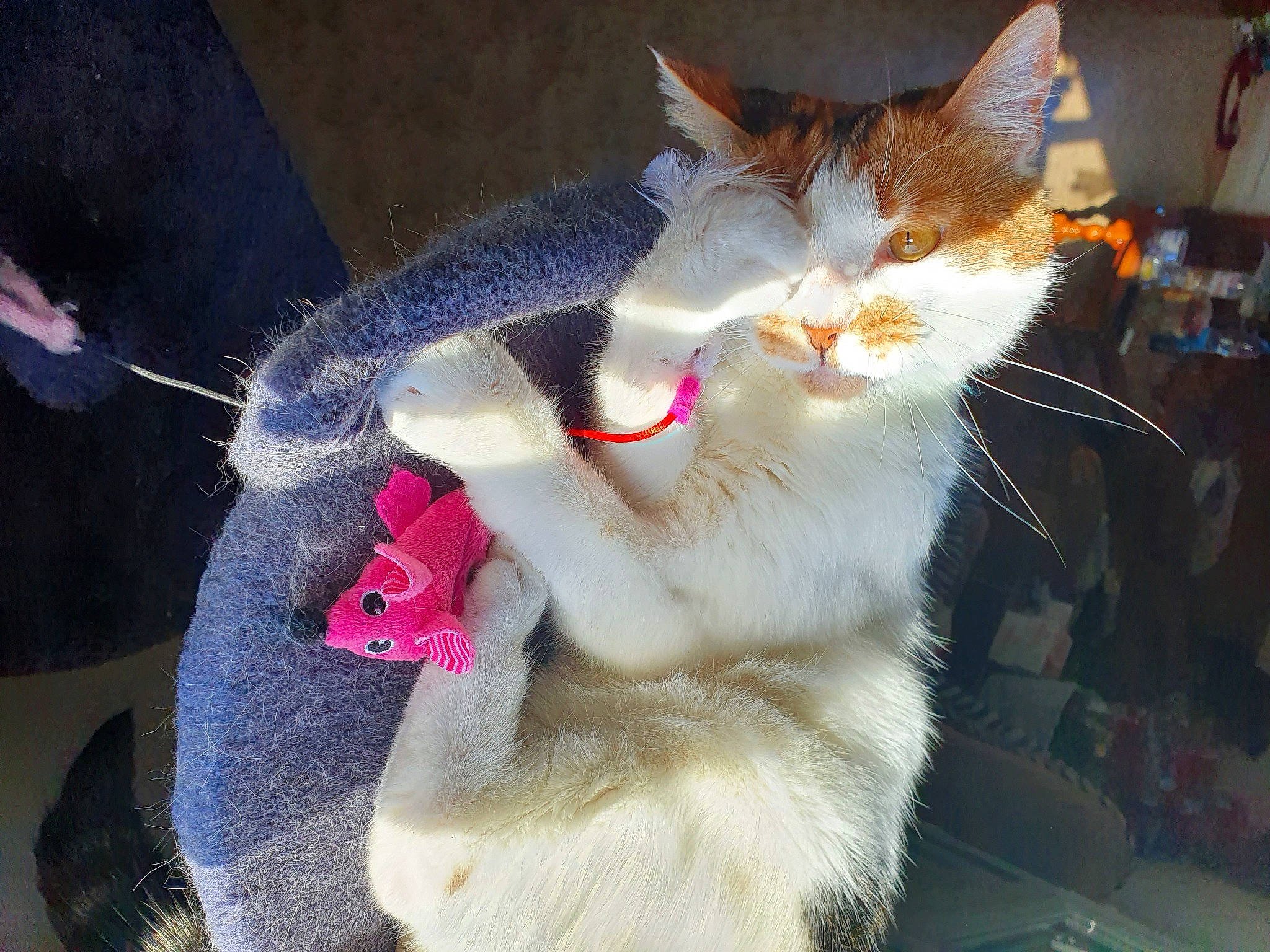 Minie a rejoint le concours — aidez-le/la à gagner de superbes lots ! aegean_cat, asian, carnivore, cat, colorpoint_shorthair, domestic_long_haired_cat, domestic_short_haired_cat, fawn, felidae, fur, german_rex, mammal, ragamuffin, small_to_medium_sized_cats, tail, turkish_van, whiskers