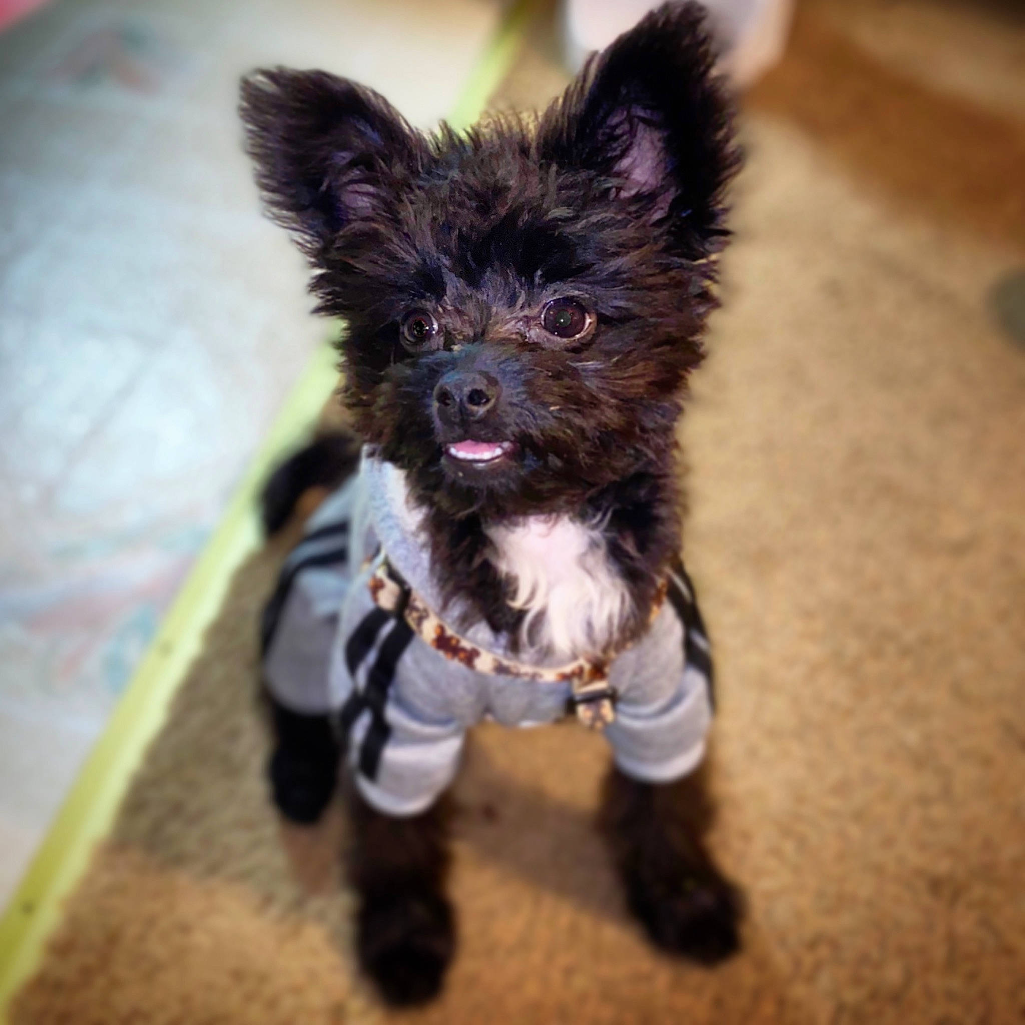 Rambo is registered to the contest to win money with this photo: affenpinscher, cairn_terrier, canidae, carnivore, companion_dog, dog, dog_breed, ear, mammal, morkie, non_sporting_group, puppy, terrier, toy_dog, yorkipoo, yorkshire_terrier