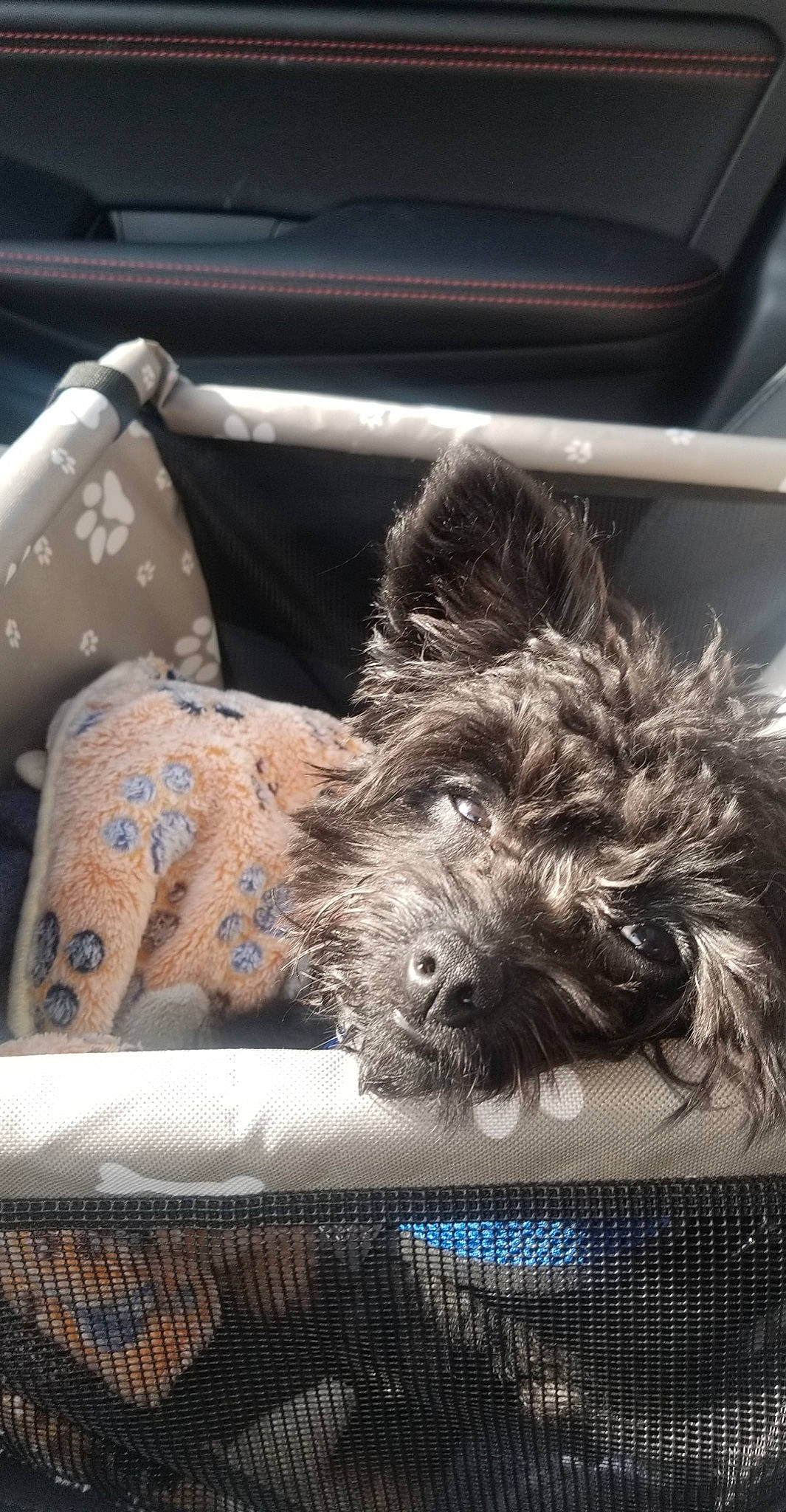 Rambo joined the competition — help win amazing prizes! bolonka, cairn_terrier, canidae, car, carnivore, dog, dog_breed, glen_of_imaal_terrier, mammal, morkie, poodle_crossbreed, pumi, puppy, rare_breed_dog, schnoodle, small_terrier, sporting_group, sporting_lucas_terrier, terrier, toy_dog