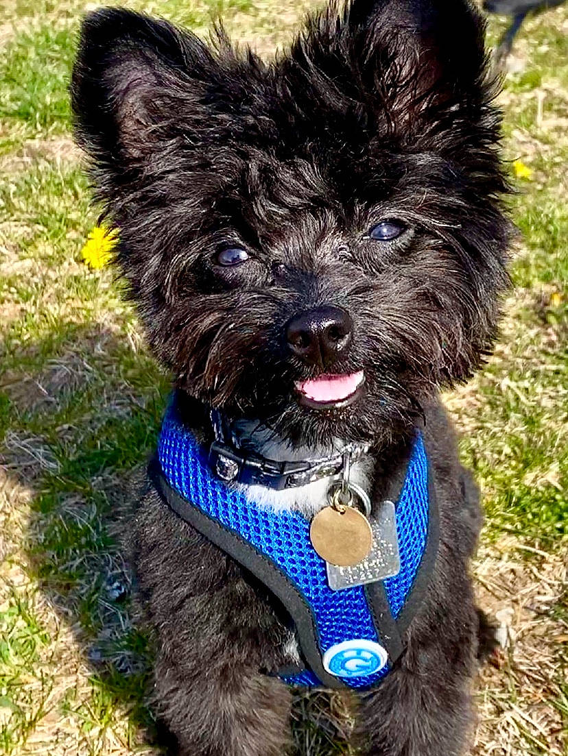 Rambo is registered to the contest to win money with this photo: affenpinscher, cairn_terrier, canidae, carnivore, collar, companion_dog, dog, dog_breed, dog_collar, mammal, puppy, rare_breed_dog, snout, sporting_group, terrier, toy_dog