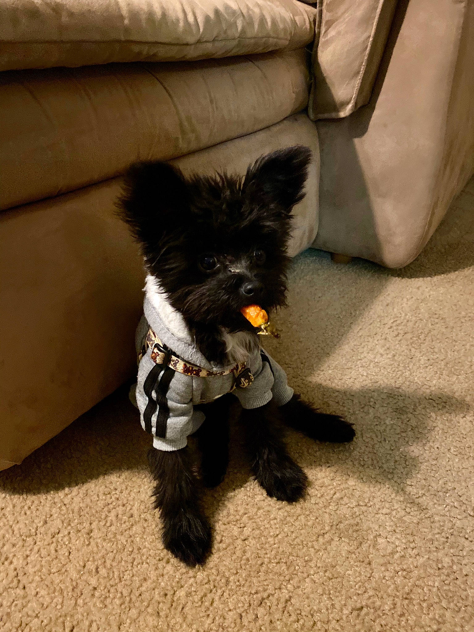 Rambo joined the competition — help win amazing prizes! affenpinscher, cairn_terrier, canidae, carnivore, companion_dog, dog, dog_breed, mammal, morkie, non_sporting_group, puppy, schnoodle, sporting_group, terrier, toy_dog, yorkipoo