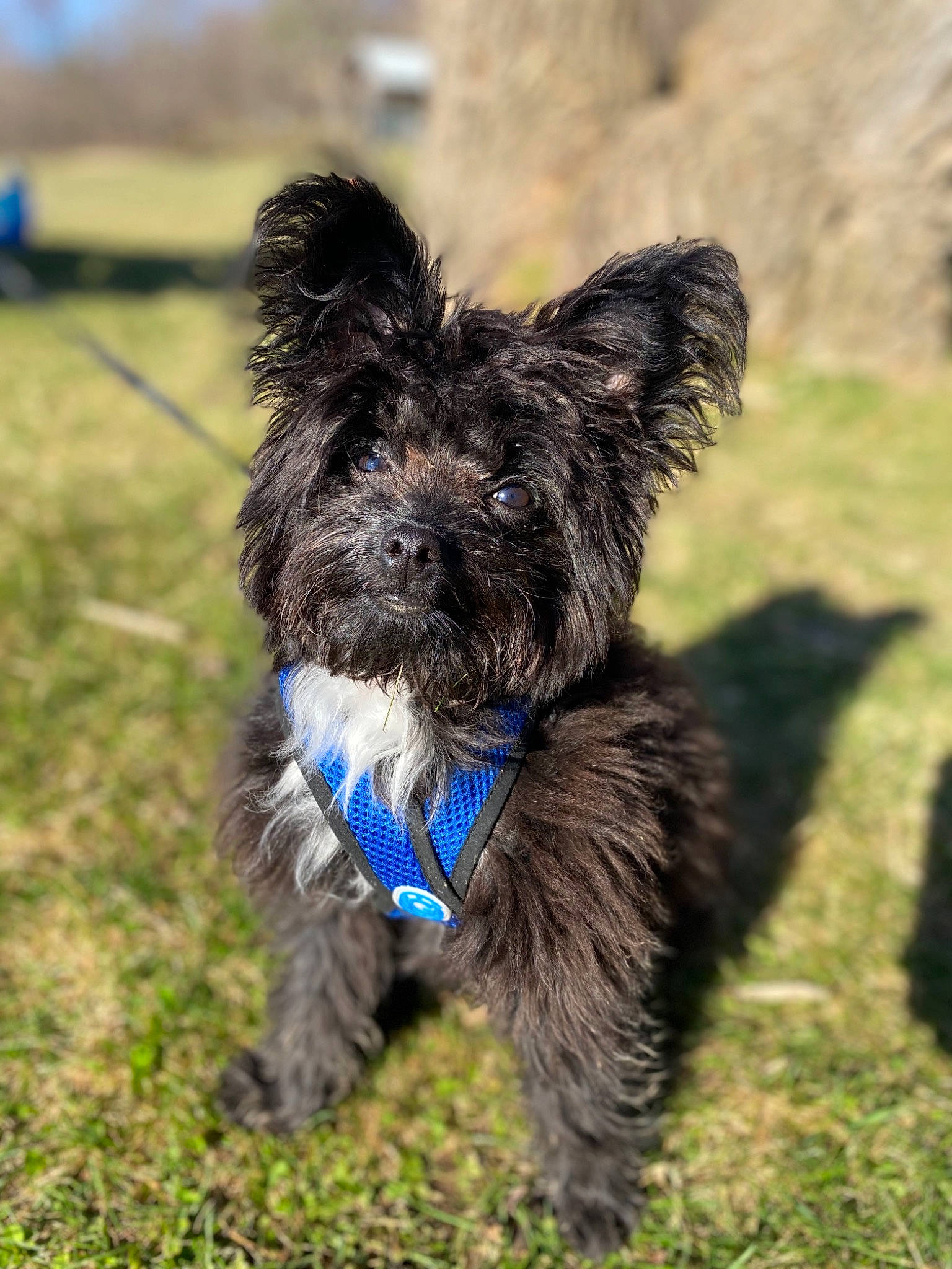 Rambo joined the competition — help win amazing prizes! affenpinscher, cairn_terrier, canidae, carnivore, companion_dog, dog, dog_breed, glen_of_imaal_terrier, mammal, morkie, puppy, pyrenean_shepherd, rare_breed_dog, schnoodle, small_terrier, sporting_group, terrier, toy_dog, vertebrate, yorkshire_terrier