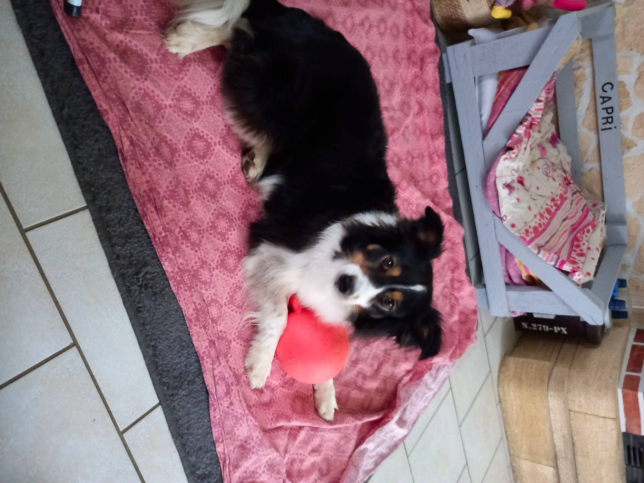 Capri a rejoint le concours — aidez-le/la à gagner de superbes lots ! canidae, carnivore, companion_dog, dog, dog_breed, dog_supply, fawn, felidae, flooring, fur, hardwood, magenta, pattern, pet_supply, pink, tail, terrier, tile_flooring, toy_dog, working_animal