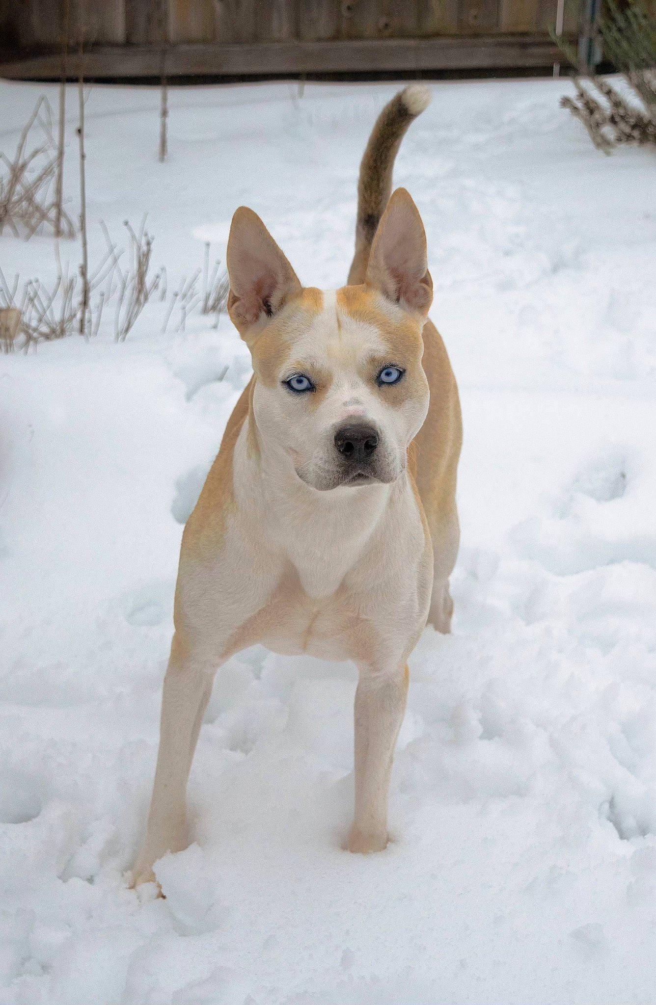 Beretta is registered to the contest to win money with this photo: ancient_dog_breeds, canidae, carnivore, companion_dog, dog, dog_breed, dog_supply, fawn, freezing, non_sporting_group, precipitation, snout, snow, sporting_group, tail, terrestrial_animal, winter, working_animal