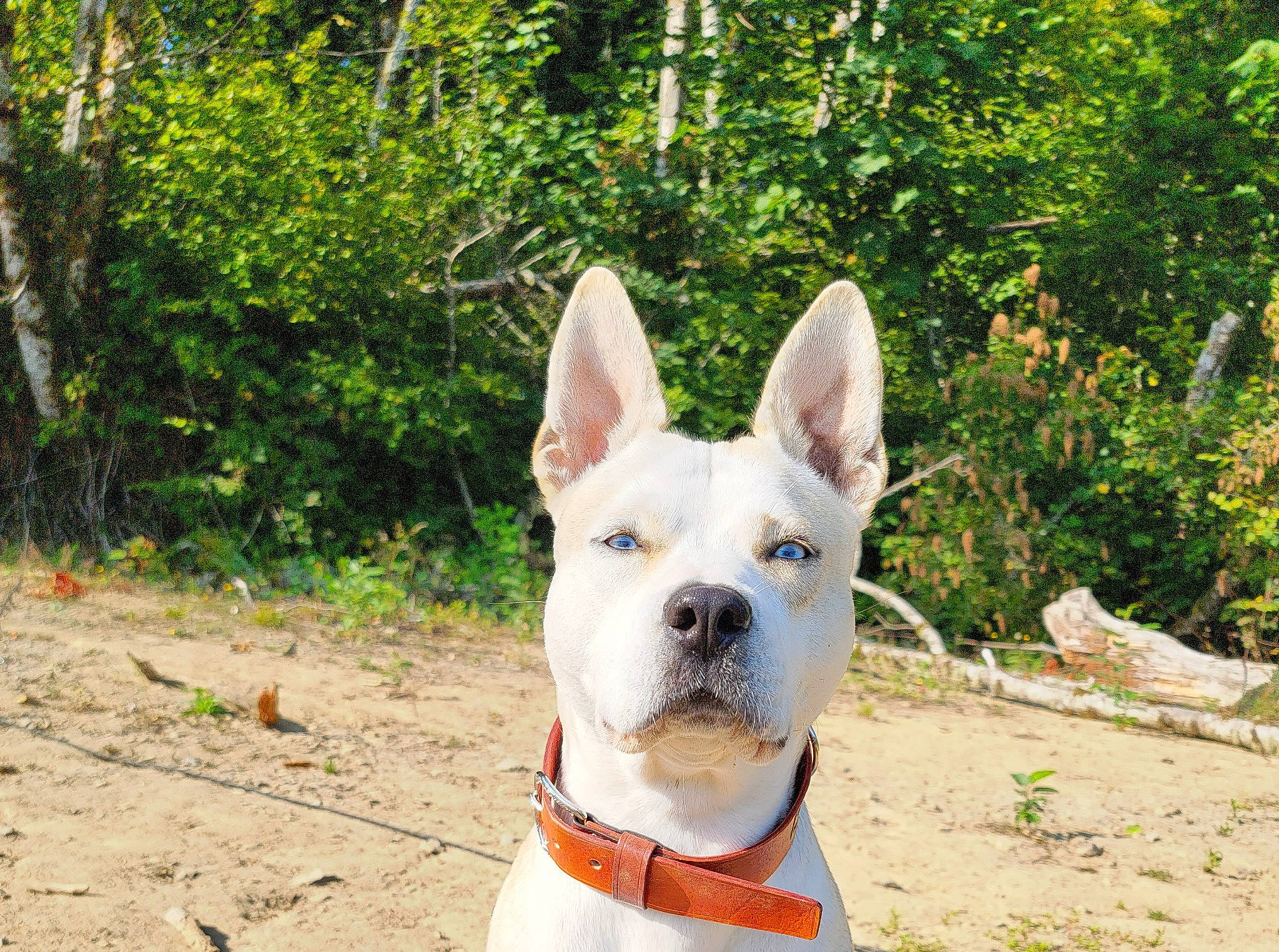 Beretta joined the competition — help win amazing prizes! ancient_dog_breeds, canidae, carnivore, collar, companion_dog, dog, dog_breed, dog_collar, ear, fawn, grass, non_sporting_group, plant, snout, sporting_group, terrestrial_animal, tree, working_animal