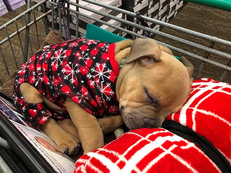 Hennessy joined the competition — help win amazing prizes! automotive_exterior, bag, carnivore, comfort, companion_dog, fawn, fence, fur, human_leg, leg, luggage_and_bags, mammal, motor_vehicle, snout, terrestrial_animal, thigh, vehicle_door, vertebrate, windshield, working_animal