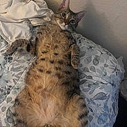 Ziggy joined the competition — help win amazing prizes! animal, bed, blanket, cat, cozy, curious, cute, domestic_animal, ears, feline, fur, indoor, lying_down, pattern, paws, pet, resting, sleeping_area, tabby_cat, whiskers