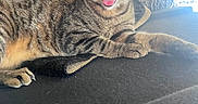 Ziggy is registered to the contest to win money with this photo: animal, cat, closeup, domestic, feline, fur, home, indoor, mammal, paw, pet, relaxed, resting, sunlight, tabby, teeth, tongue, whiskers, window, yawning