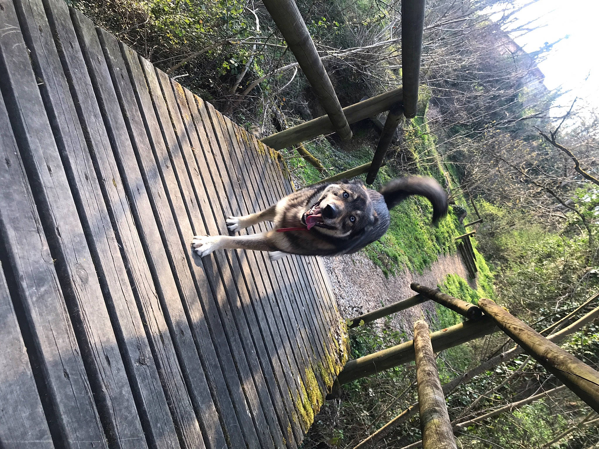 Naska a rejoint le concours — aidez-le/la à gagner de superbes lots ! deck, fawn, forest, grass, hardwood, jungle, leisure, metal, outdoor_furniture, plank, plant, reptile, tail, terrestrial_animal, tree, trunk, twig, wildlife, wood, wood_stain