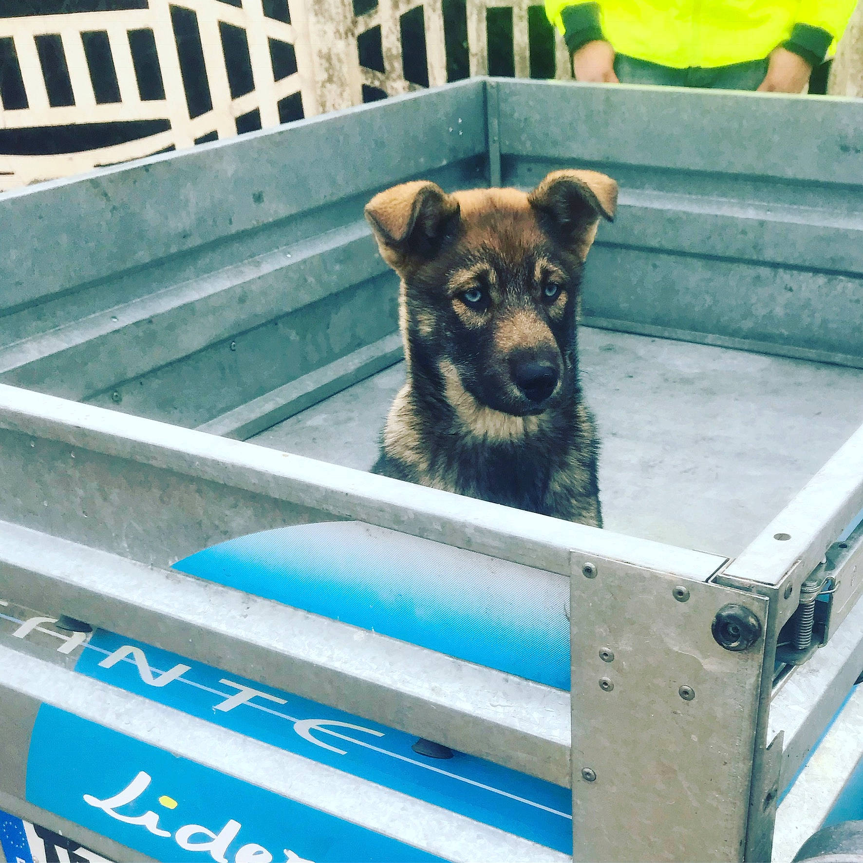 Naska participe au concours pour gagner de l'argent avec cette photo : blue, canidae, carnivore, dog, dog_breed, electric_blue, fawn, fence, fur, green, plant, snout, sporting_group, terrestrial_animal, windshield, working_animal, working_dog