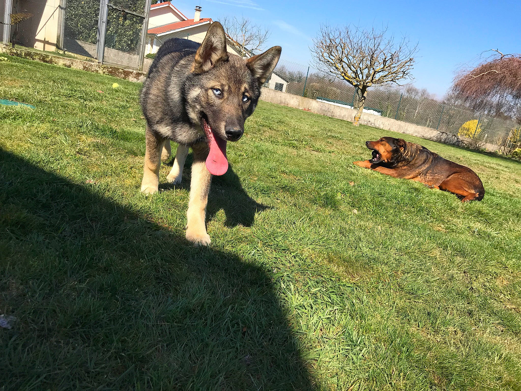 Naska participe au concours pour gagner de l'argent avec cette photo : canidae, carnivore, cloud, companion_dog, dog, dog_breed, east_european_shepherd, fawn, german_shepherd_dog, grass, grassland, herding_dog, lawn, old_german_shepherd_dog, plant, sky, sporting_group, tail, tree, working_animal