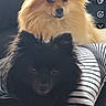 Naya participe au concours pour gagner de l'argent avec cette photo : dog, dogs, pomeranian, fluffy, golden_dog, black_dog, small_breed, long_hair, pointed_ears, pet, portrait, close_up, indoor, couch, cushion, striped_fabric, blanket, cozy, camera_facing, social_media