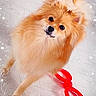 Naya a rejoint le concours — aidez-le/la à gagner de superbes lots ! dog, puppy, small_dog, fluffy, orange_fur, long_hair, portrait, looking_at_camera, black_nose, dark_eyes, pet, leash, red_leash, indoor, wood_floor, lying_down, cute, sparkles, digital_filter, animal_photography