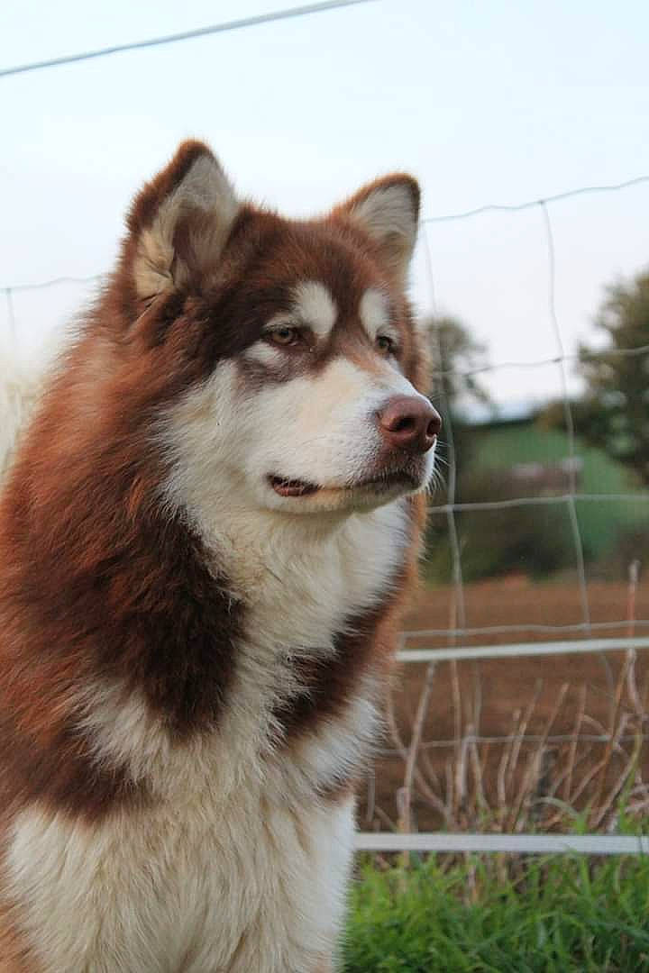 Onyx Infinity Starlight