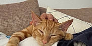 Noupy participe au concours pour gagner de l'argent avec cette photo : cat, orange_tabby, sleeping, pet, hand, person, couch, pillow, indoor, relaxing, cozy, feline, resting, domestic_animal, fur, whiskers, nap, comfort, animal, close_up