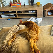 Noupy participe au concours pour gagner de l'argent avec cette photo : cat, ginger_cat, feline, pet, resting, sleeping, couch, blanket, cozy, indoor, living_room, wooden_furniture, decor, cat_house, relaxation, tail, paws, home, entertainment_unit, figurines