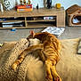 cat, ginger_cat, feline, pet, resting, sleeping, couch, blanket, cozy, indoor, living_room, wooden_furniture, decor, cat_house, relaxation, tail, paws, home, entertainment_unit, figurines