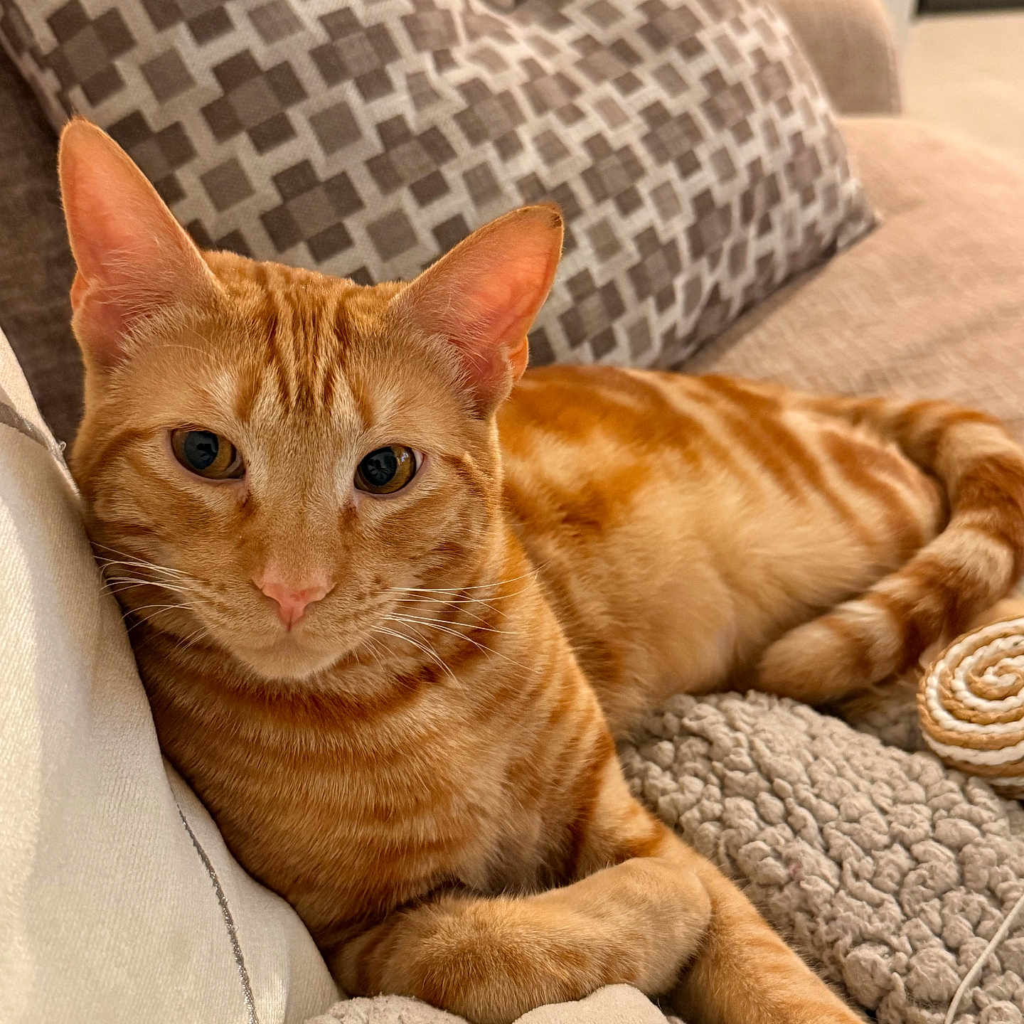 Noupy a rejoint le concours — aidez-le/la à gagner de superbes lots ! animal, blanket, cat, comfortable, cozy, cute, domestic_animal, ears, feline, fur, home, indoor, orange_tabby, pet, pillow, relaxed, resting, sleepy, tail, whiskers