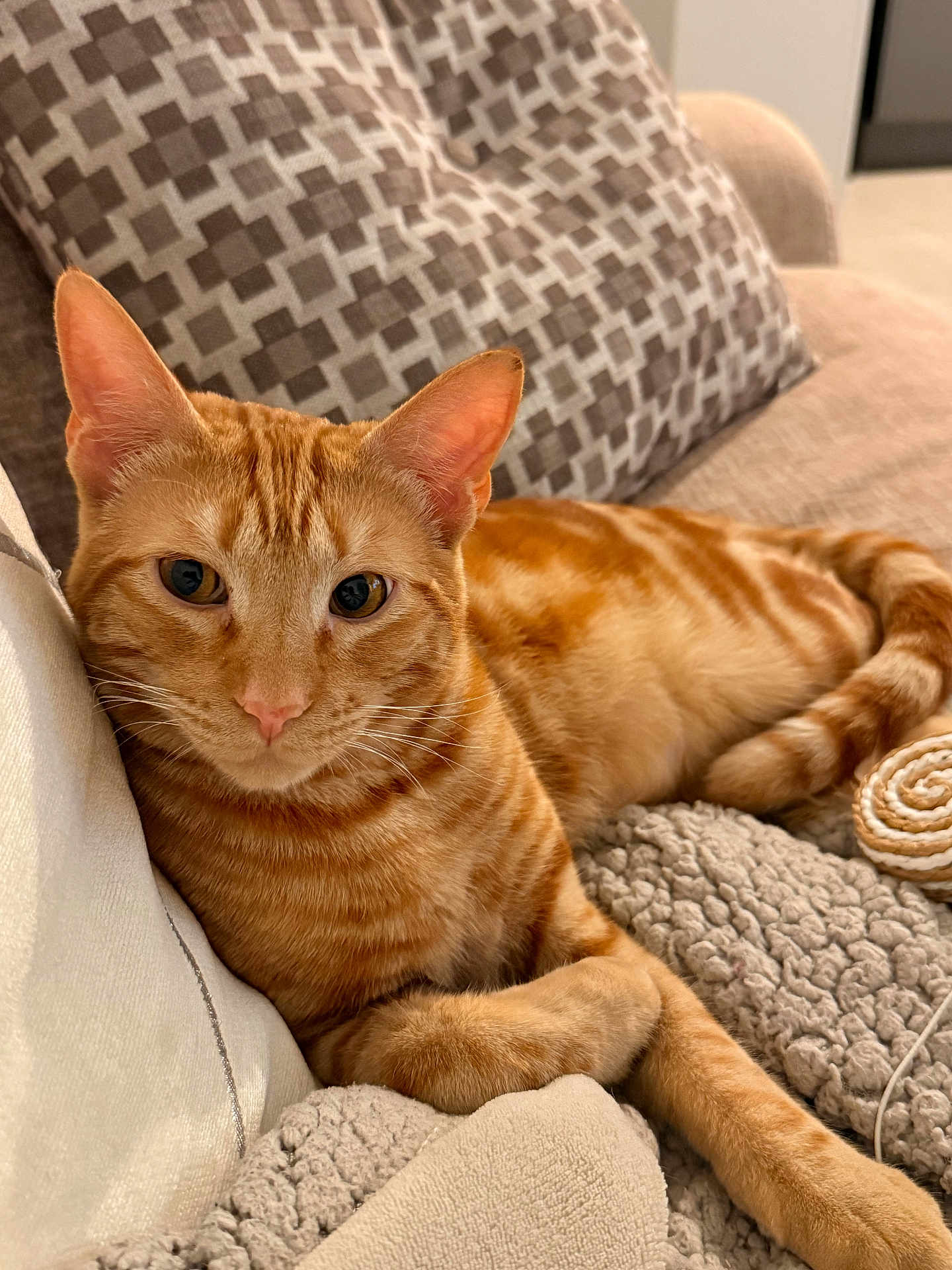 Noupy a rejoint le concours — aidez-le/la à gagner de superbes lots ! cat, orange_tabby, feline, pet, indoor, cozy, blanket, pillow, relaxed, resting, fur, whiskers, ears, tail, domestic_animal, cute, comfortable, home, animal, sleepy