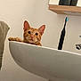 Noupy a rejoint le concours — aidez-le/la à gagner de superbes lots ! cat, orange_tabby, sink, bathroom, toothbrush, towel, faucet, pet, curious, indoor, white_wall, ceramic, animal, cute, looking, paw, kitten, domestic, cleaning, fixture
