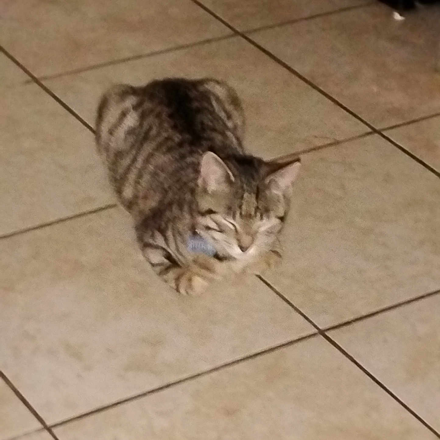 Stitch Catt is registered to the contest to win money with this photo: animal, brown, cat, cute, domestic, ears, eyes_closed, feline, floor, indoor, pet, quiet, relaxed, resting, sitting, small, striped, tabby, tile, whiskers