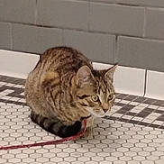 Stitch Catt is registered to the contest to win money with this photo: alert, animal, cat, crouching, curious, domestic_cat, ears, floor, fur, gray_wall, indoor, leash, mosaic_tile, pet, quiet, small, striped, tabby, tile, whiskers