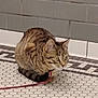 alert, animal, cat, crouching, curious, domestic_cat, ears, floor, fur, gray_wall, indoor, leash, mosaic_tile, pet, quiet, small, striped, tabby, tile, whiskers