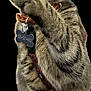 Stitch Catt is registered to the contest to win money with this photo: alert, animal, cat, claws, closeup, collar, curious, cute, domestic_cat, feline, front_leg, fur, green_eyes, paw, pet, pet_accessory, playful, tabby, tag, whiskers