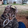 animal, background_blur, cat, close_up, collar, curious, curled_ears, daylight, dirt, feline, grass, jeans, lap, outdoor, pet, playful, rope, tabby, whiskers, young_cat