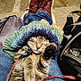 Stitch Catt joined the competition — help win amazing prizes! cat, tabby, knitted_hat, sleeping, paw, jeans, sneakers, outdoor, lap, leash, collar, cozy, relaxed, fur, pet, resting, closeup, knitwear, person, footwear