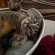 Cinder is registered to the contest to win money with this photo: animal, bed, blanket, cat, closeup, comfort, cozy, cute, domestic, eyes, feline, fur, household, indoor, paws, pet, relaxed, resting, tabby, whiskers