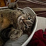 animal, bed, blanket, cat, closeup, comfort, cozy, cute, domestic, eyes, feline, fur, household, indoor, paws, pet, relaxed, resting, tabby, whiskers