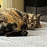 Cinder is registered to the contest to win money with this photo: animal, bed, cat, close_up, cozy, cute, domestic, fur, gray, indoor, paw, peaceful, pet, relaxed, resting, sleeping, sunlight, tabby_cat, texture, whiskers