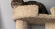 Cinder joined the competition — help win amazing prizes! animal, carpeted, cat, cat_tree, cozy, cute, domestic, ears, feline, fur, gray_wall, home, indoor, peaceful, pet, relaxation, resting, sleeping, tabby, whiskers