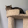 animal, carpeted, cat, cat_tree, cozy, cute, domestic, ears, feline, fur, gray_wall, home, indoor, peaceful, pet, relaxation, resting, sleeping, tabby, whiskers