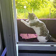 Mélisse a rejoint le concours — aidez-le/la à gagner de superbes lots ! animal, balcony, cat, chair, curious, daylight, domestic, feline, greenery, home, leafy, nature, outdoor, pet, relaxing, seat, stretching, summer, sunlight, window