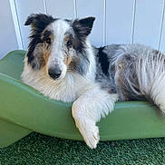 Artemis. is registered to the contest to win money with this photo: dog, fluffy, collie, pet, animal, green_bed, relaxed, indoor, white_background, furry, laying_down, portrait, cute, ears, long_fur, paw, face, canine, domestic_animal, resting