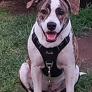 Maluhia joined the competition — help win amazing prizes! animal, brown, canine, closeup, dog, ears, eyes, fur, grass, happy, harness, leash, nature, outdoor, pet, portrait, sitting, smiling, tongue, white